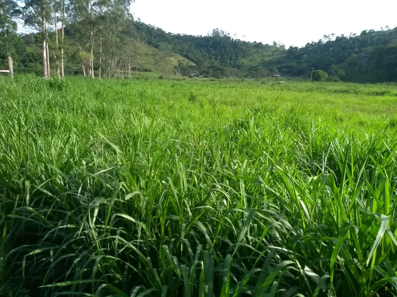 Fazenda em Rio Bonito/Rio de Janeiro — Ref 8BT63F — Imagem 47
