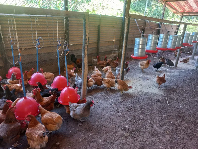 Fazenda em Silva Jardim/Rio de Janeiro — Ref 8R7DZI — Imagem 27