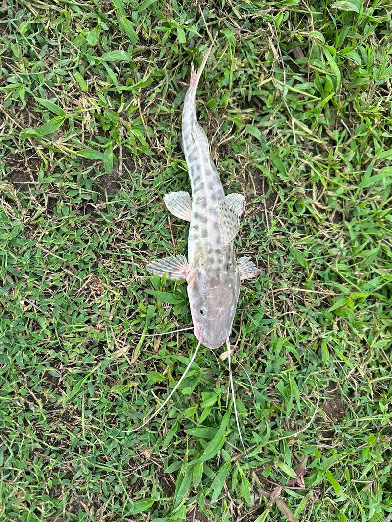 Fazenda em Silva Jardim/Rio de Janeiro — Ref 8R7DZI — Imagem 40