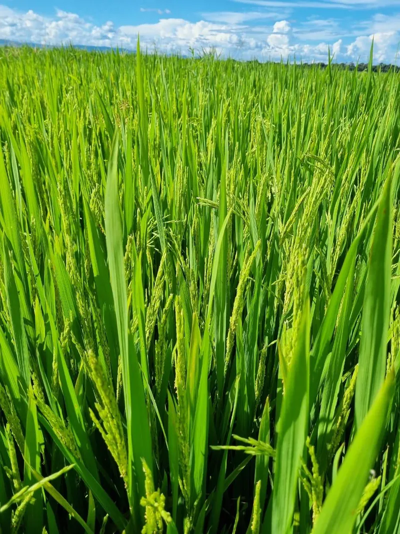 Fazenda em Flores de Goiás/Goiás — Ref 5GKKEQ — Imagem 2