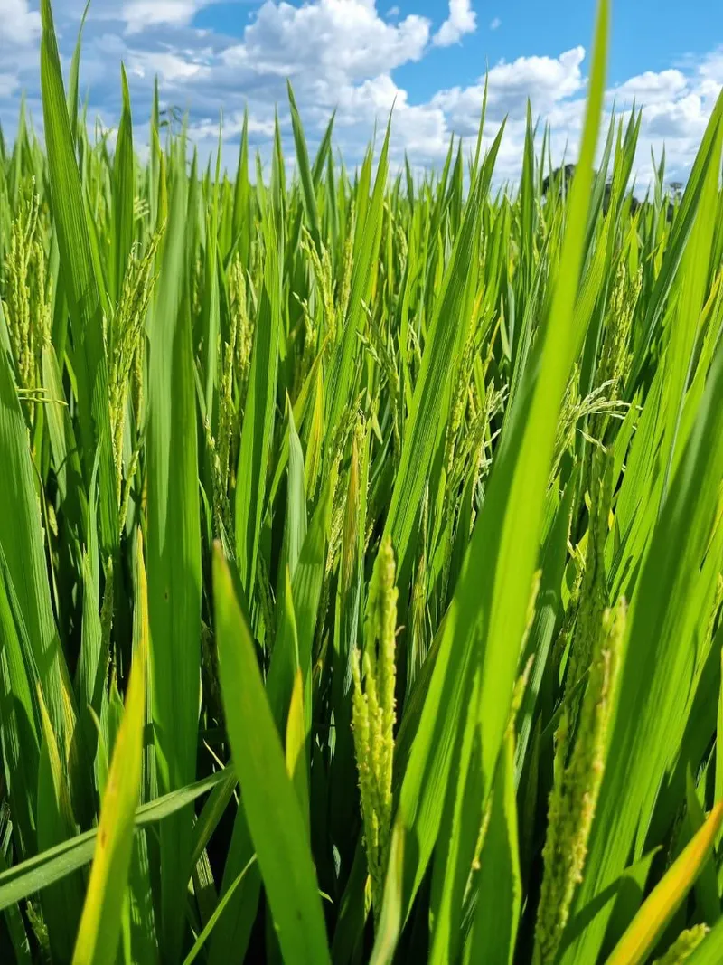 Fazenda em Flores de Goiás/Goiás — Ref 5GKKEQ — Imagem 3