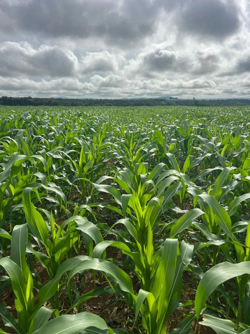 Fazenda em Cristalândia/Tocantins — Ref V9RNC2 — Imagem 6
