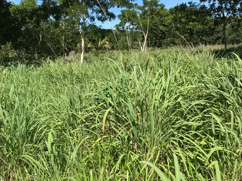 Fazenda em Niquelândia/Goiás — Ref 2I6BJT — Imagem 11