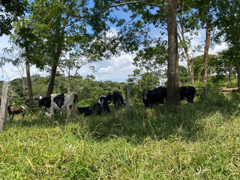 Sítio em Abadiânia/Goiás — Ref ZG5MHF — Imagem 8