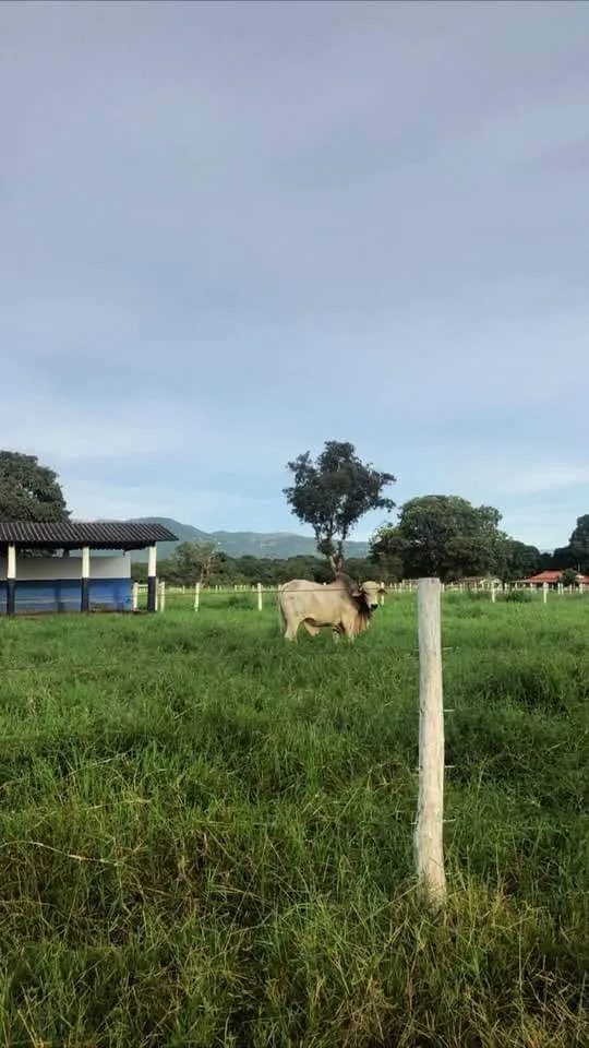 Fazenda em Formosa/Goiás — Ref RHOF9C — Imagem 6