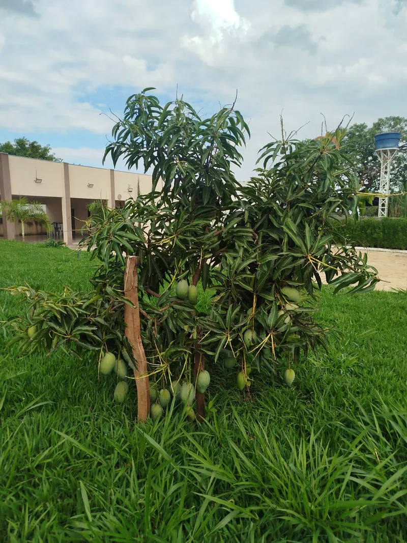 Chácara em Anápolis/Goiás — Ref UOKJ6S — Imagem 12