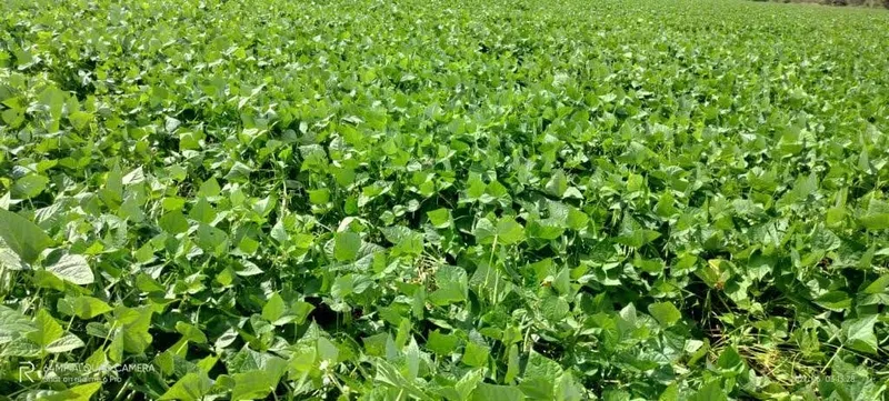 Fazenda em Jussara/Goiás — Ref MVAMVO — Imagem 10