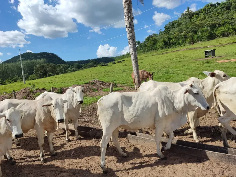 Fazenda em São Gabriel do Oeste/Mato Grosso do Sul — Ref YARW6N — Imagem 1