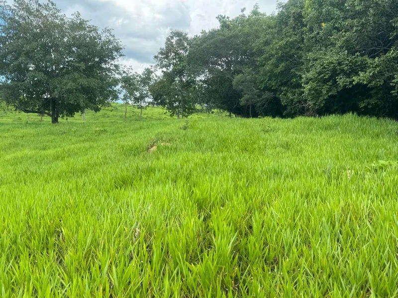 Chácara em Abadiânia/Goiás — Ref YXSLMF — Imagem 6