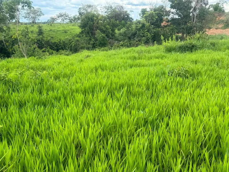 Chácara em Abadiânia/Goiás — Ref YXSLMF — Imagem 11
