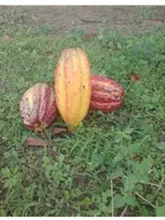 Sítio em Itabuna/Bahia — Ref 9L70KS — Imagem 2