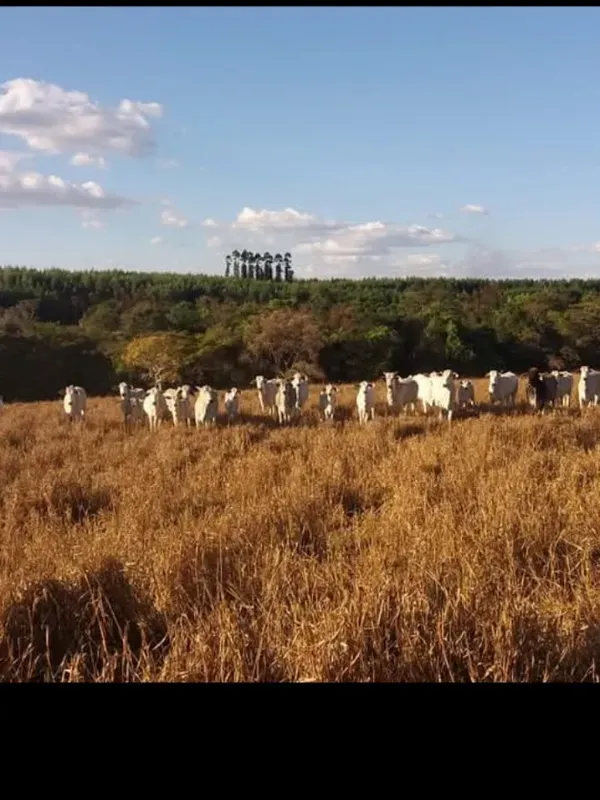 Imóvel rural em Brasília/Distrito Federal — Ref V9RHFK1