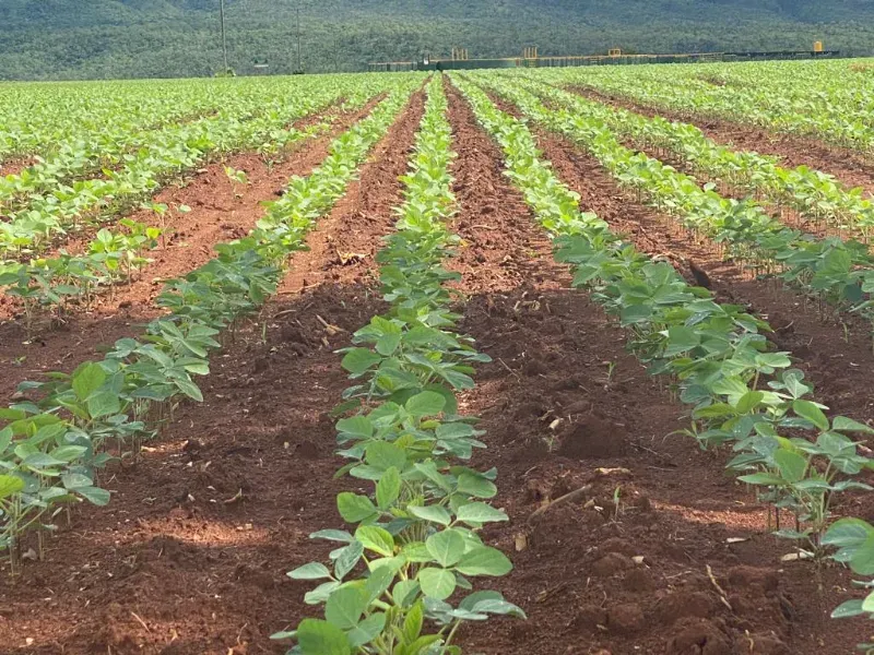 Fazenda em Niquelândia/Goiás — Ref B498A1 — Imagem 5