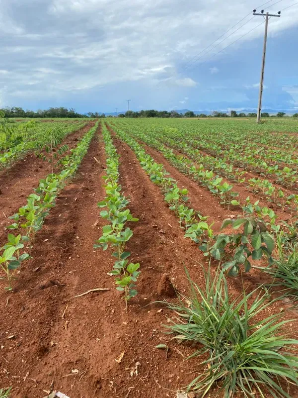 Fazenda em Niquelândia/Goiás — Ref B498A1 — Imagem 6