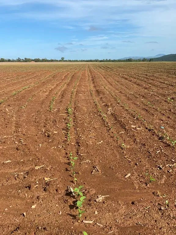 Fazenda em Niquelândia/Goiás — Ref B498A1 — Imagem 8
