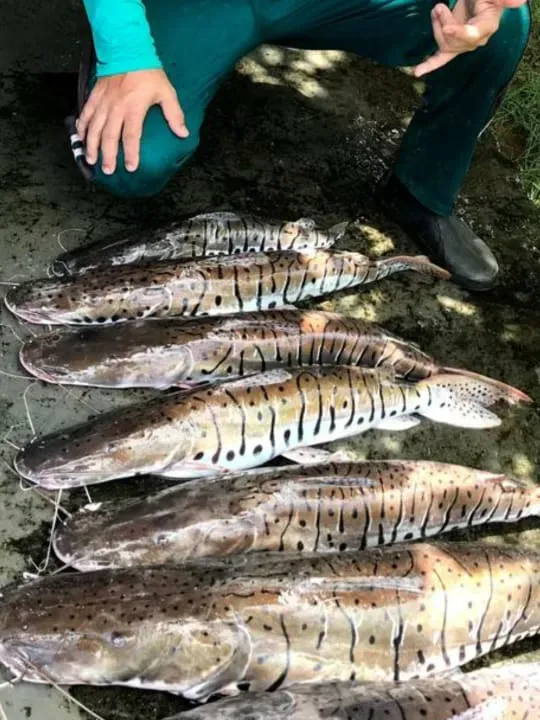 Sítio em Niquelândia/Goiás — Ref KII91D — Imagem 3