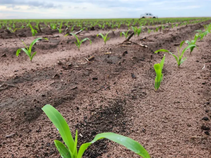 Fazenda em Uruçuí/Piauí — Ref 0SFAVW — Imagem 2