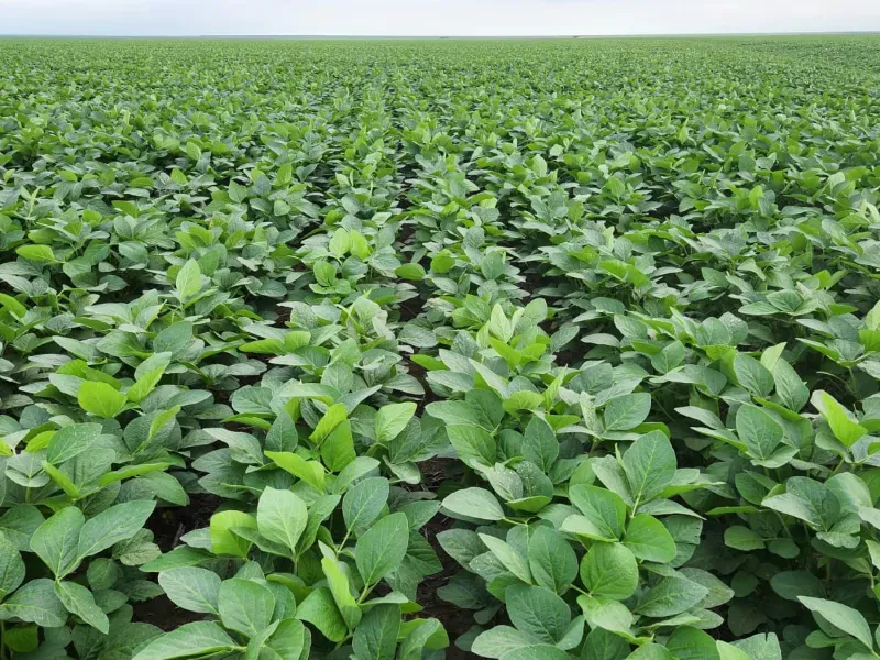 Fazenda em Uruçuí/Piauí — Ref 0SFAVW — Imagem 5