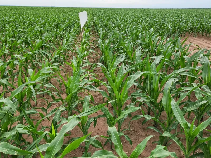 Fazenda em Uruçuí/Piauí — Ref 0SFAVW — Imagem 3