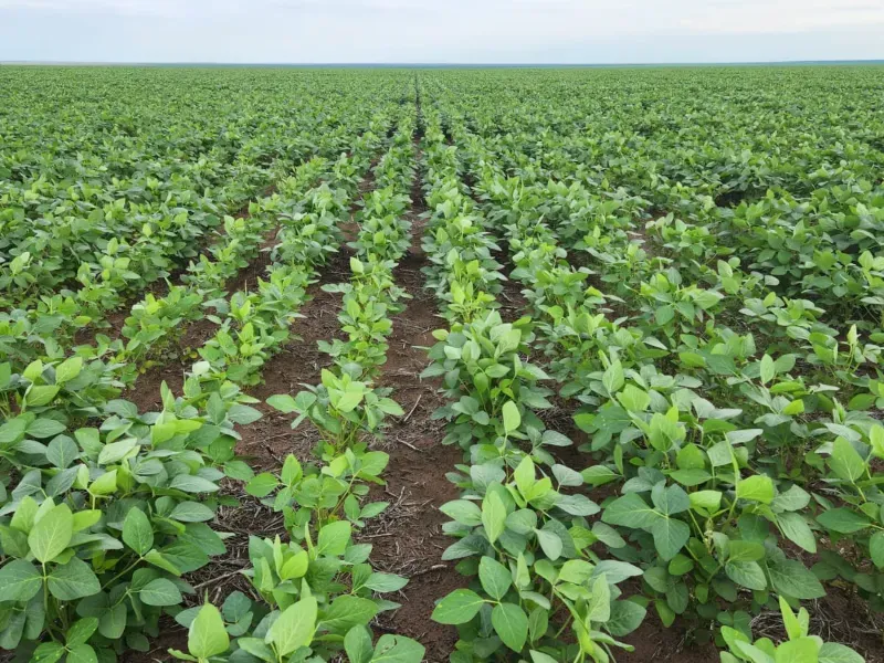 Fazenda em Uruçuí/Piauí — Ref 0SFAVW — Imagem 4