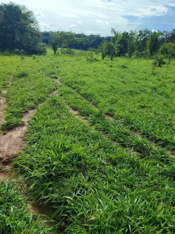 Fazenda em Campinorte/Goiás — Ref M9YQLB — Imagem 2