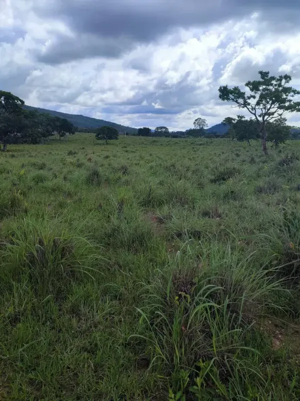 Fazenda em Campinorte/Goiás — Ref M9YQLB — Imagem 3