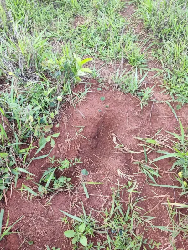 Fazenda em Campinorte/Goiás — Ref M9YQLB — Imagem 7