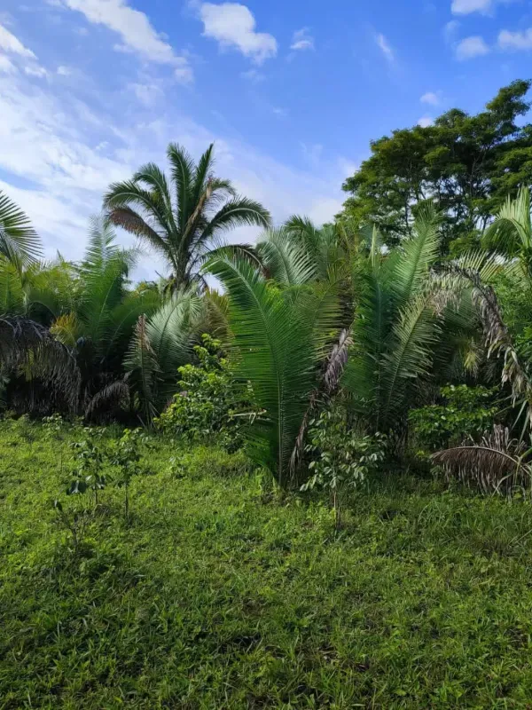 Fazenda em Campinorte/Goiás — Ref M9YQLB — Imagem 6