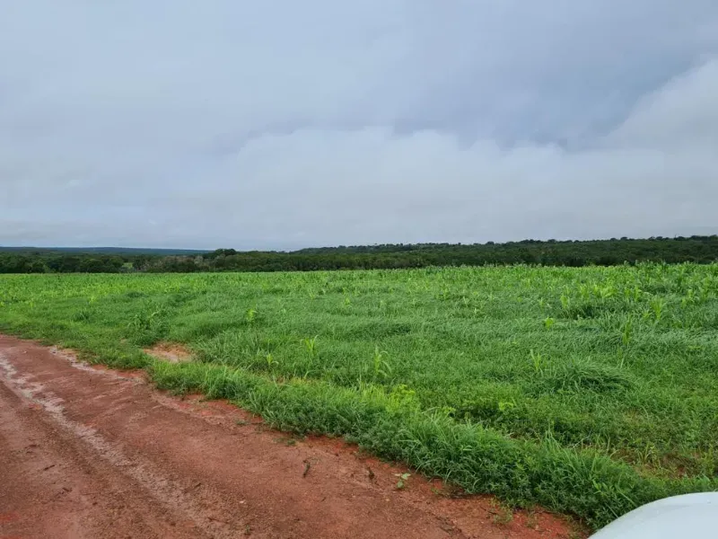 Fazenda em Barra do Garças/Mato Grosso — Ref BPBRFM — Imagem 2