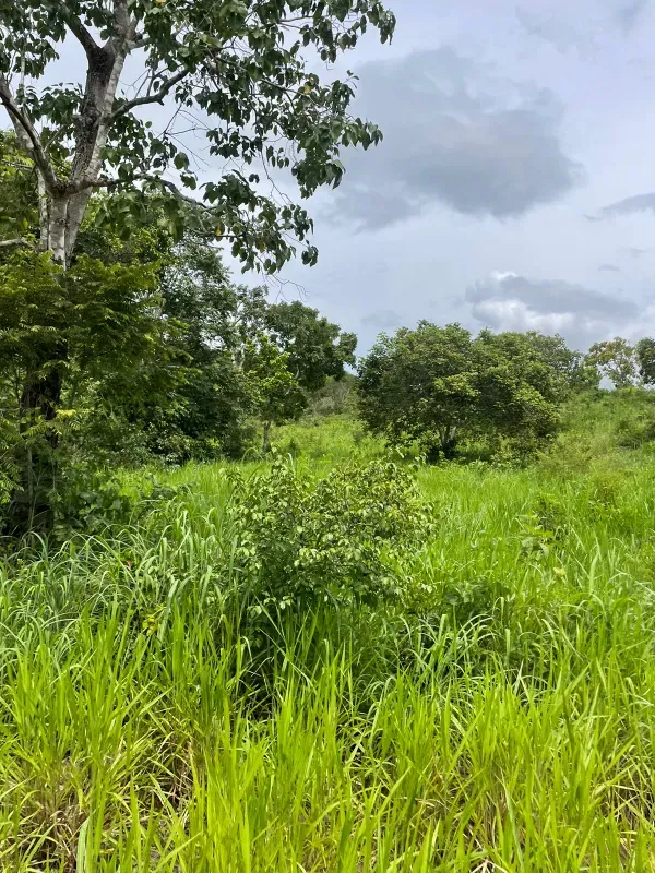 Fazenda em Montividiu do Norte/Goiás — Ref 1X8O71 — Imagem 5