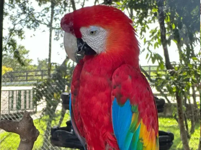 Fazenda em Gameleira de Goiás/Goiás — Ref XKIUFR — Imagem 7