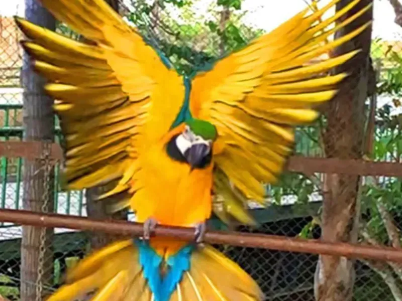 Fazenda em Gameleira de Goiás/Goiás — Ref XKIUFR — Imagem 10