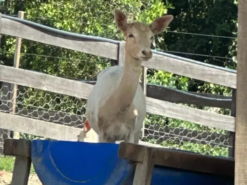 Fazenda em Gameleira de Goiás/Goiás — Ref XKIUFR — Imagem 11