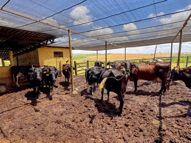 Fazenda em Abadiânia/Goiás — Ref MF3OQP — Imagem 17