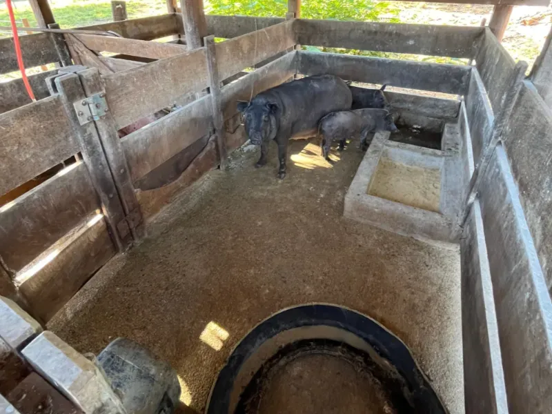 Fazenda em Goianésia/Goiás — Ref TN0RX1 — Imagem 19