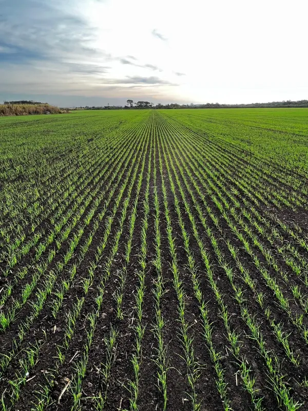 Fazenda em Dourados/Mato Grosso do Sul — Ref 3QRG40 — Imagem 7