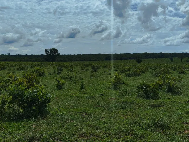 Fazenda em Paraíso das Águas/Mato Grosso do Sul — Ref 52O8AU — Imagem 7