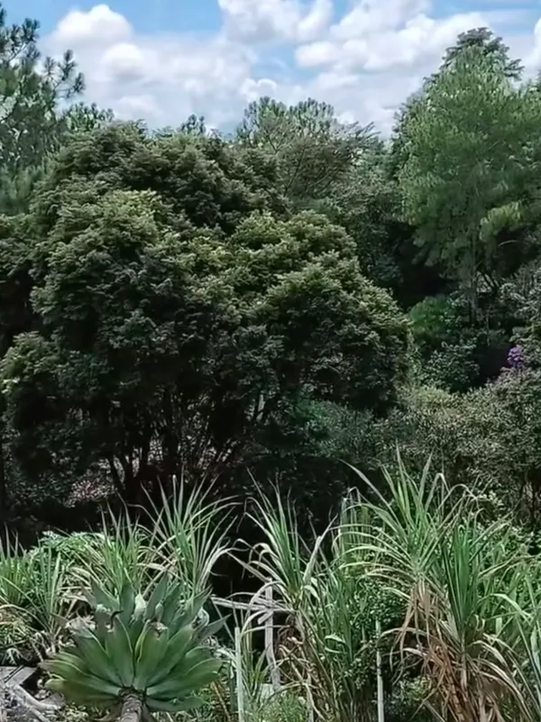 Chácara em Nazaré Paulista/São Paulo — Ref OPERGE — Imagem 50