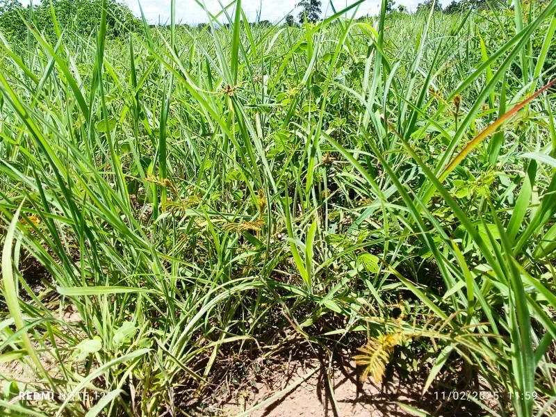 Fazenda em Jussara/Goiás — Ref KFSGLY — Imagem 19