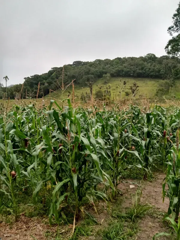 Imóvel rural em Mogi das Cruzes/São Paulo — Ref BL56AP1