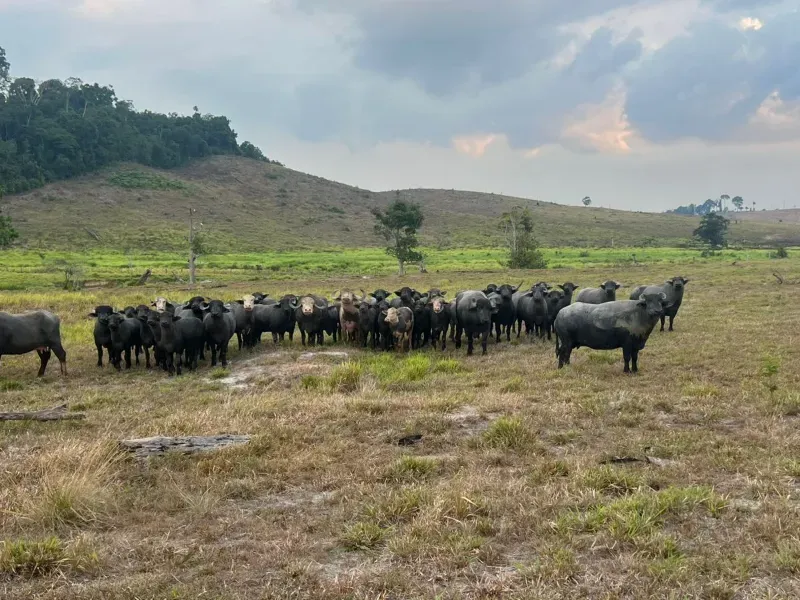 Imóvel rural em Pacajá/Pará — Ref W732NU1