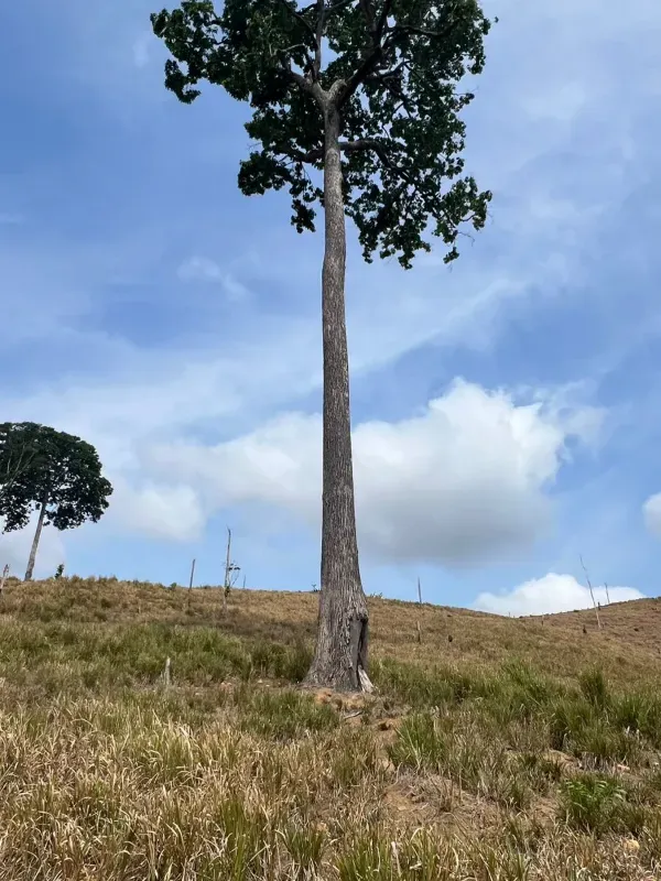 Fazenda em Pacajá/Pará — Ref W732NU — Imagem 8