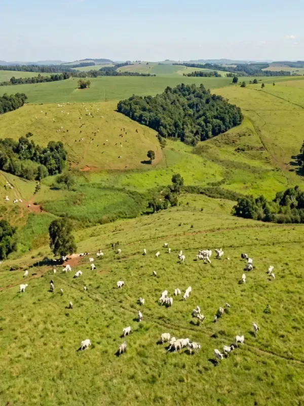 Fazenda em Palmeirópolis/Tocantins — Ref 0NJ509 — Imagem 2