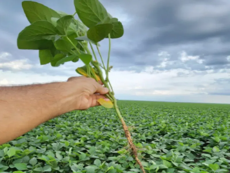 Fazenda em Bom Jesus/Piauí — Ref LFSIIK — Imagem 4
