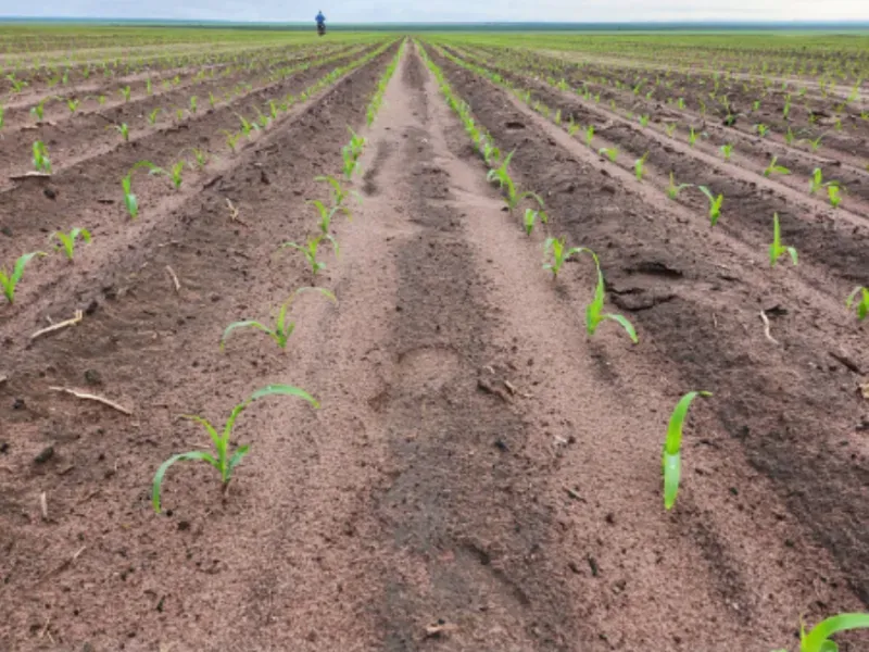 Fazenda em Bom Jesus/Piauí — Ref LFSIIK — Imagem 5