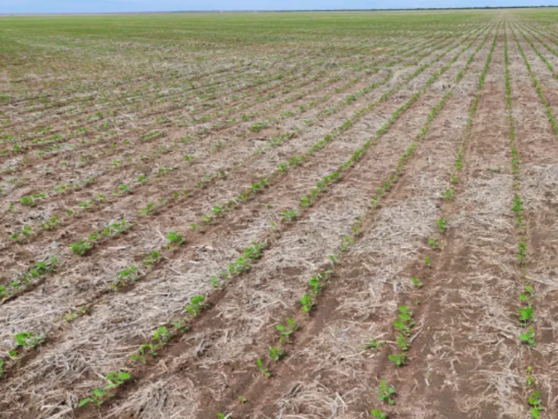 Fazenda em Bom Jesus/Piauí — Ref LFSIIK — Imagem 6