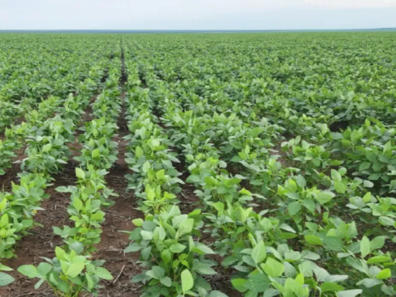Fazenda em Bom Jesus/Piauí — Ref LFSIIK — Imagem 2