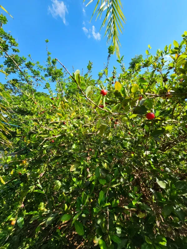 Chácara em Luziânia/Goiás — Ref 8RV9DW — Imagem 27