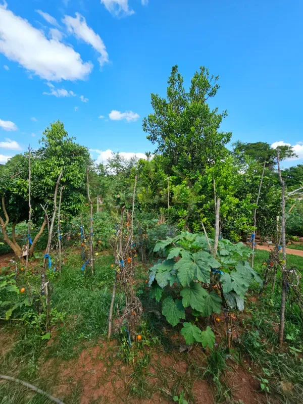 Chácara em Luziânia/Goiás — Ref 8RV9DW — Imagem 56