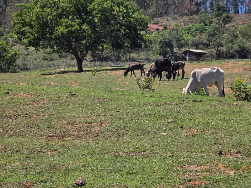Sítio em Santo Antônio da Alegria/São Paulo — Ref WIUOQY — Imagem 5